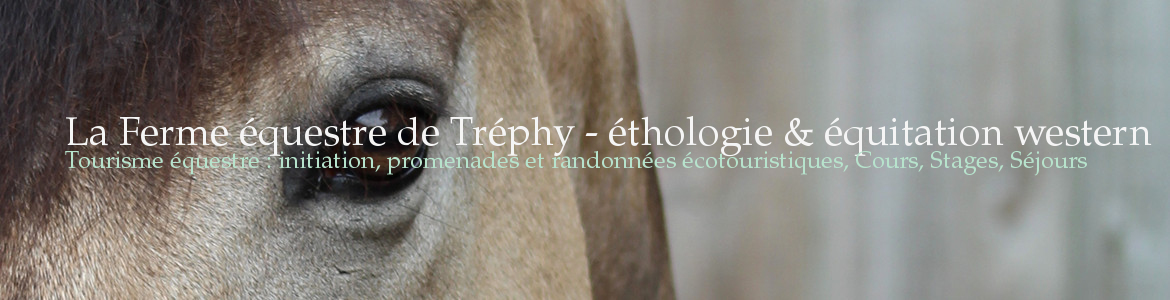 La Ferme équestre de Tréphy - éthologie & équitation western